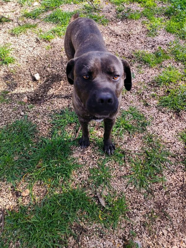 Reina - Quasi 2 Anni (nata indicativamente il 6 Ottobre 2023)  - Mix Cane Corso  - Taglia: Media   Foto 6